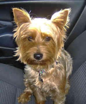 Yorkshire Terrier