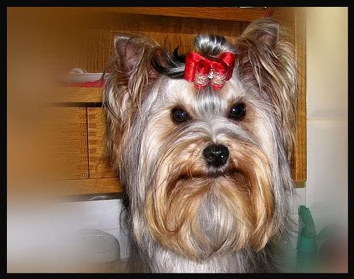 Yorkshire Terrier