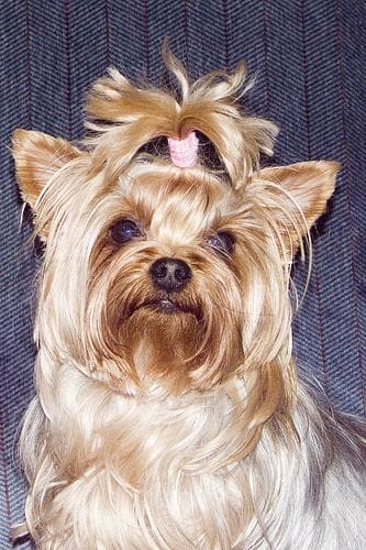 Yorkshire Terrier