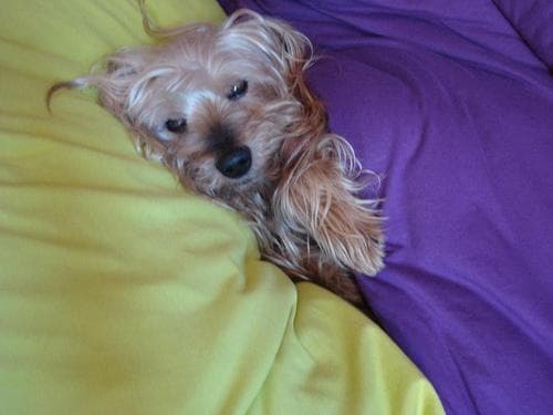 Yorkshire Terrier