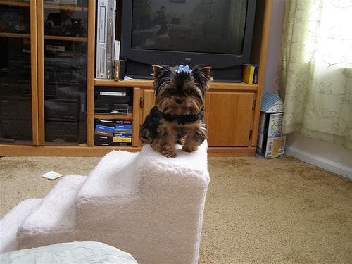 Yorkshire Terrier