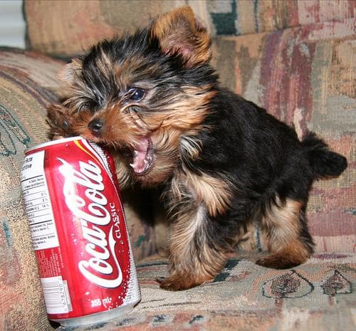 Yorkshire Terrier
