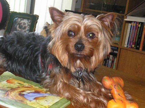 Yorkshire Terrier