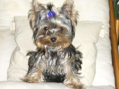 Yorkshire Terrier