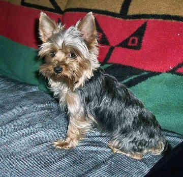 Yorkshire Terrier