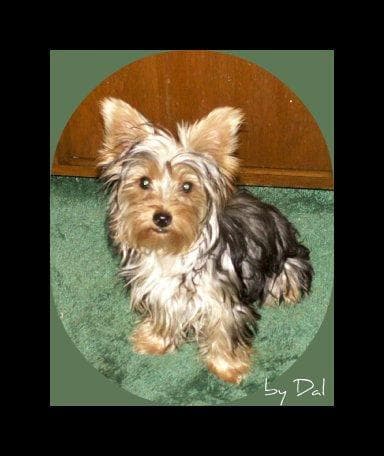 Yorkshire Terrier