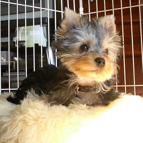 Yorkshire Terrier