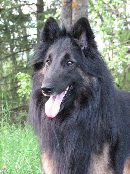 Tervuren