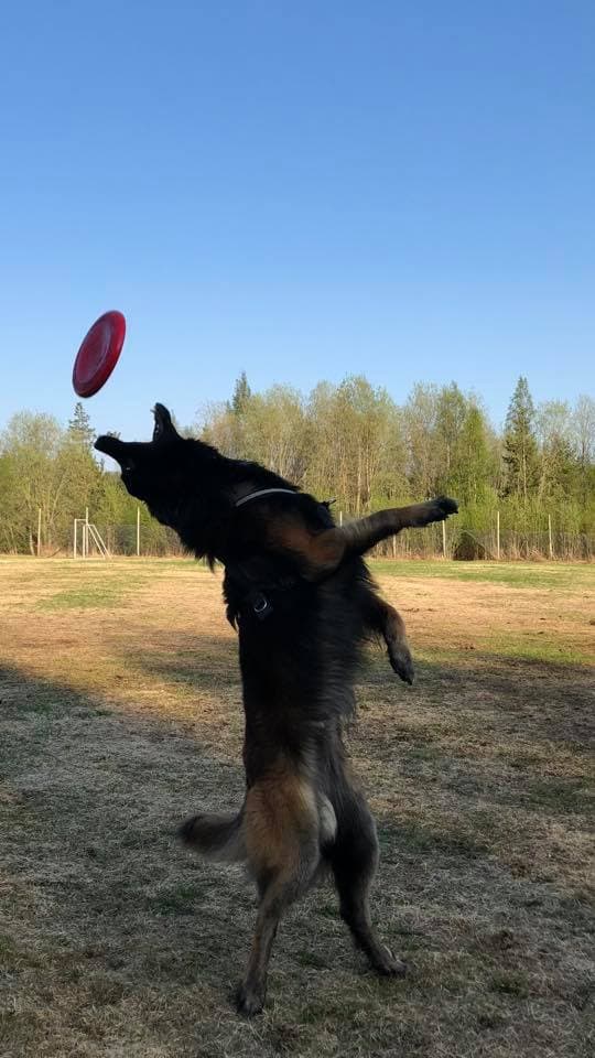 Tervuren