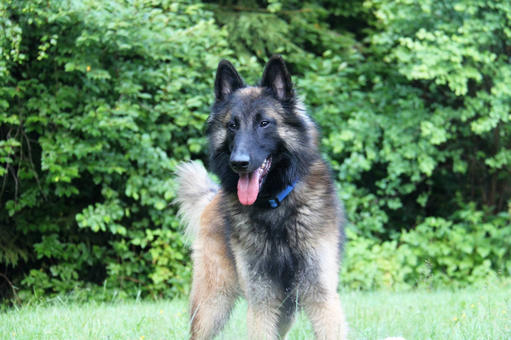 Tervuren