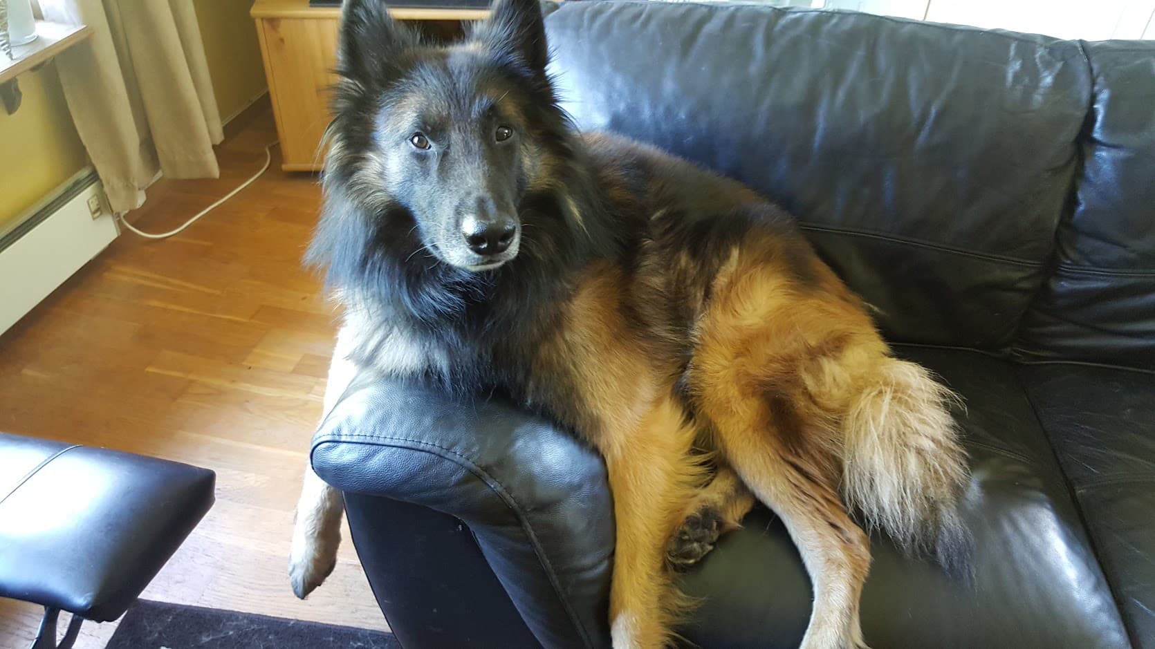 Tervuren