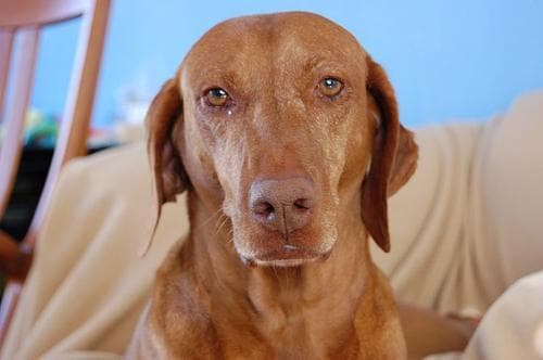 Vizsla