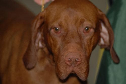 Vizsla