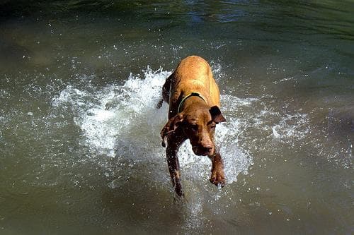Vizsla