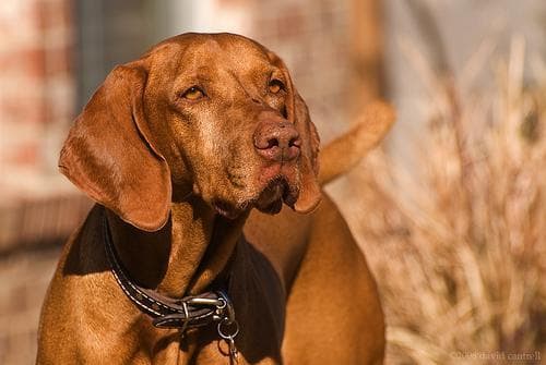 Vizsla