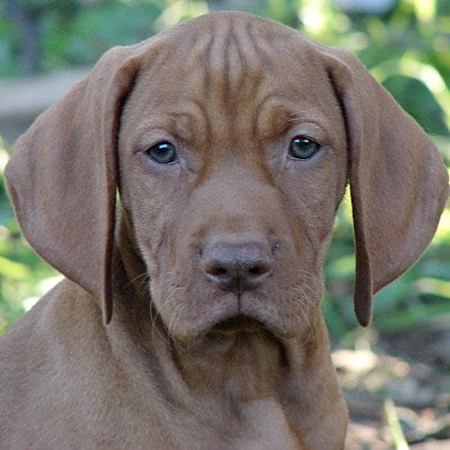 Vizsla