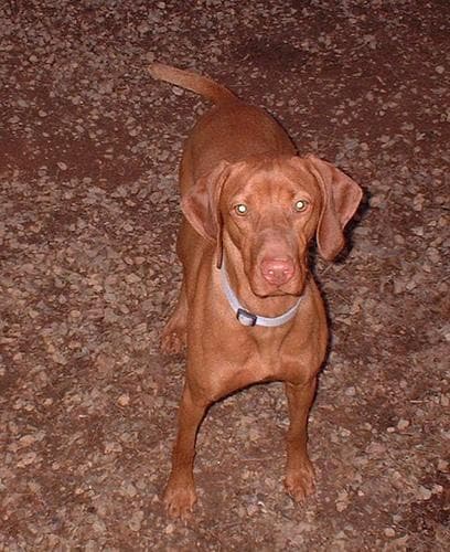 Vizsla