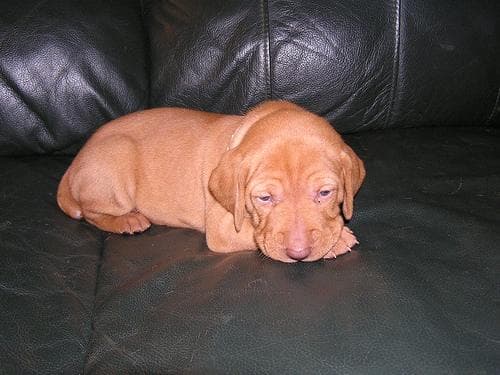 Vizsla