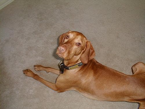 Vizsla