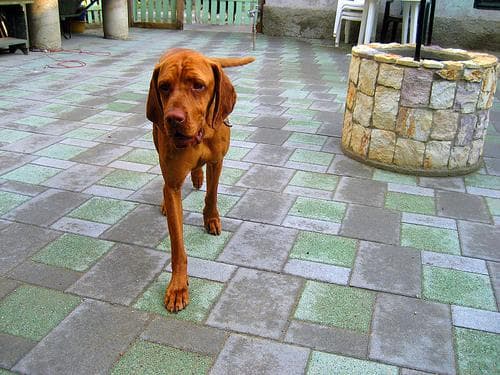 Vizsla