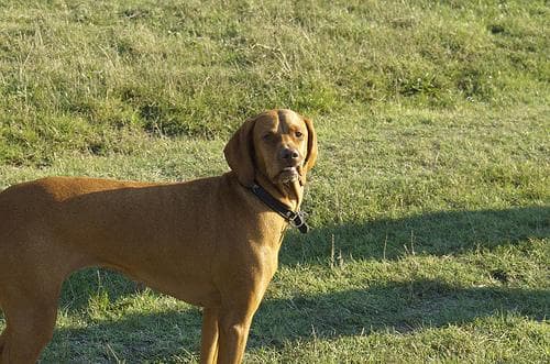 Vizsla