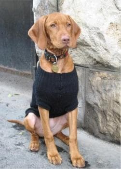 Vizsla