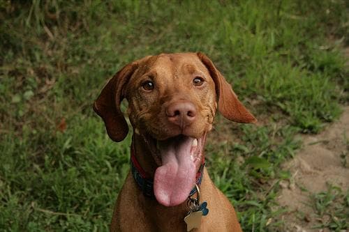 Vizsla