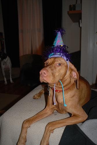 Vizsla