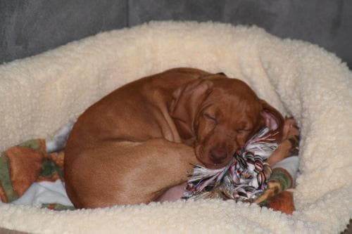 Vizsla