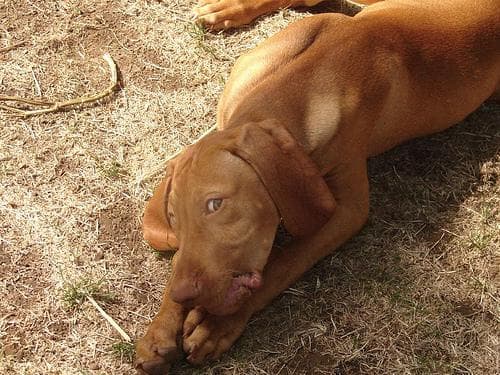 Vizsla