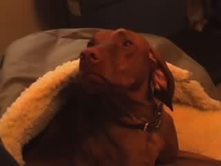 Vizsla
