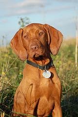 Vizsla