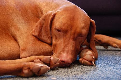 Vizsla