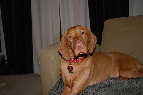 Vizsla