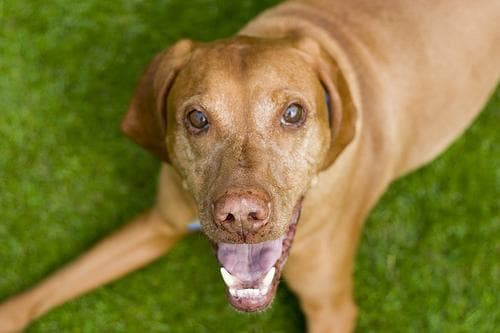 Vizsla