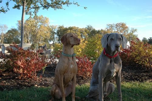 Vizsla