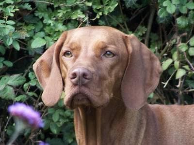 Vizsla