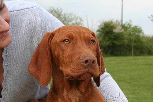 Vizsla