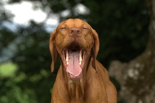 Vizsla