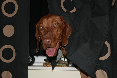 Vizsla