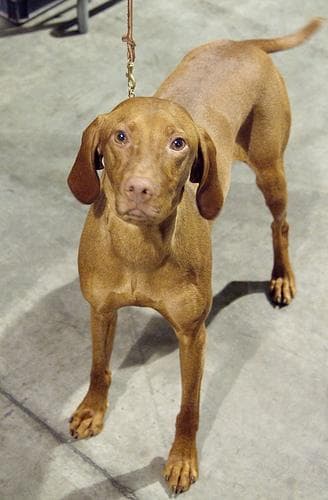 Vizsla