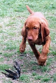 Vizsla