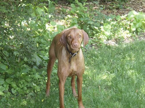 Vizsla