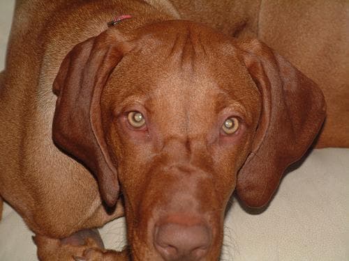 Vizsla