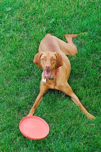 Vizsla