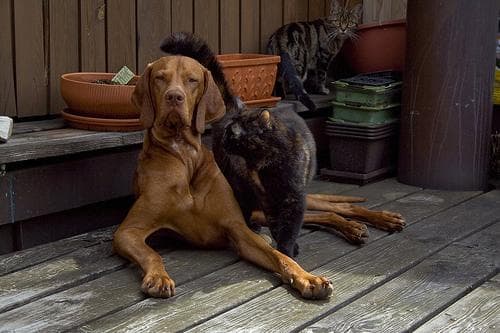 Vizsla