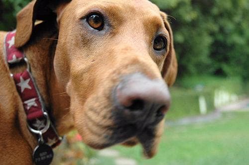 Vizsla