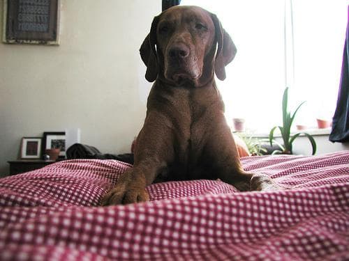 Vizsla