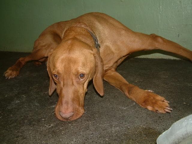 Vizsla