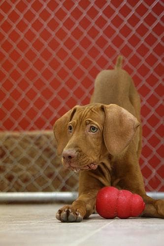 Vizsla